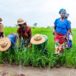 Mobilizing farmer organisations for sustainable agriculture in sub-Saharan Africa